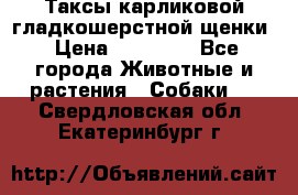 Таксы карликовой гладкошерстной щенки › Цена ­ 20 000 - Все города Животные и растения » Собаки   . Свердловская обл.,Екатеринбург г.